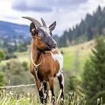 Apartmán Bauernhof Pergila *