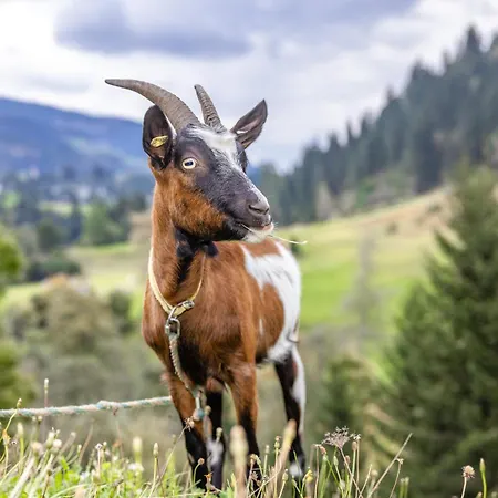 Daire Bauernhof Pergila *