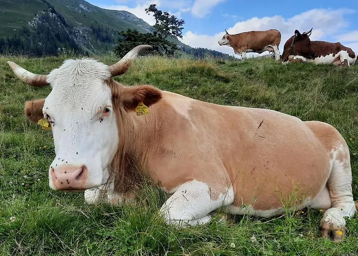 Bauernhof Pergila דירה