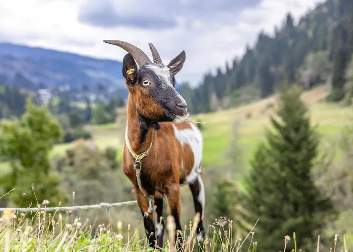 Apartament Bauernhof Pergila *